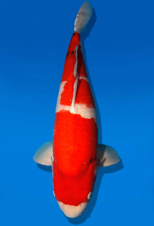 Koi Auktion Dainichi Sanke Nisai Mr.Big female 68cm NN05-2490