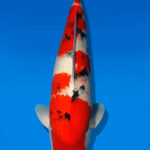 Koi Auktion Dainichi Sanke Nisai Mr.Big female 57cm NN04-2477