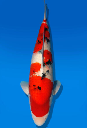 Koi Auktion Dainichi Sanke Nisai Mr.Big female 57cm NN04-2477