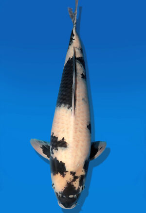 Koi Auktion Dainichi ShiroUtsuri Nisai BlackMonroe male 60cm NN04-2478