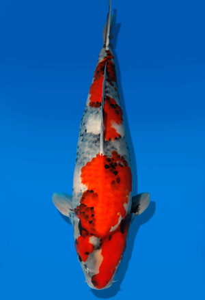 Koi Auktion Dainichi Showa Nisai MonaLisa female 57cm NN04-2479