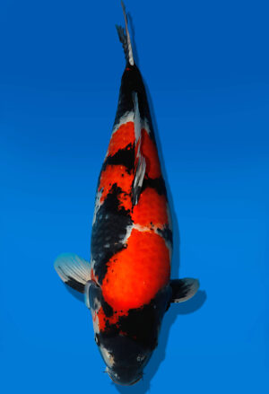 Koi Auktion Dainichi Showa Nisai Monroe male 61cm NN04-2480