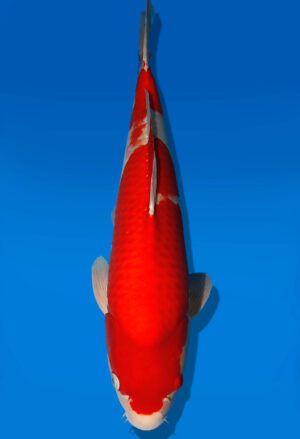 Koi Auktion Dainichi Kohaku Nisai Wild male 61cm NN04-2481
