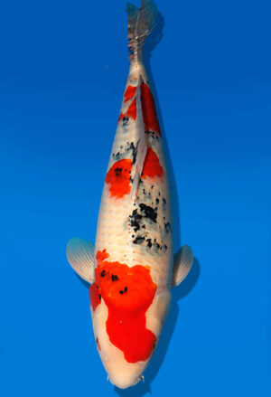 Koi Auktion Dainichi Sanke Nisai Mr.Big female 62cm NN04-2482