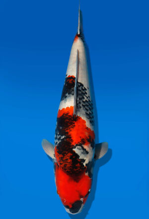Koi Auktion Dainichi Showa Nisai MonaLisa female 59cm NN04-2484