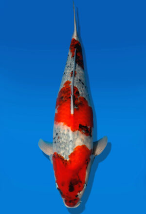 Koi Auktion Dainichi Showa Nisai MonaLisa female 57cm NN04-2483