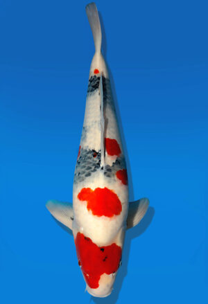 Koi Auktion Dainichi Showa Nisai MonaLisa male 57cm T14-2485