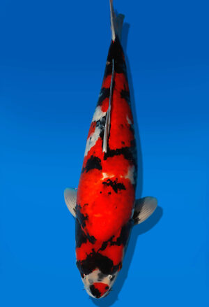 Koi Auktion Dainichi Showa Nisai BlackMonroe female 59cm T14-2486