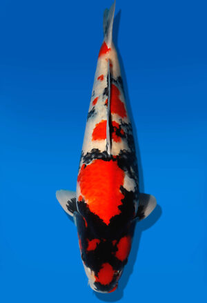 Koi Auktion Dainichi Showa Nisai MonaLisa female 61cm T14-2487