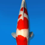 Koi Auktion Dainichi Kohaku Nisai SuperRikidozan male 61cm T14-2492