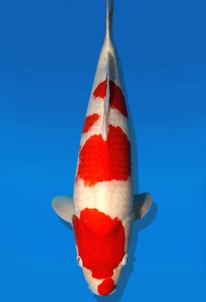 Koi Auktion Dainichi Kohaku Nisai SuperRikidozan male 61cm T14-2492