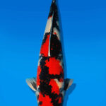 Koi Auktion Dainichi Showa Nisai BlackMonroe male 62cm T14-2488