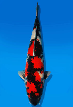 Koi Auktion Dainichi Showa Nisai BlackMonroe male 62cm T14-2488