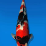 Koi Auktion Dainichi Showa Nisai Monroe female 52cm T14-2495