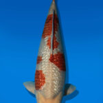 Koi Auktion Dainichi Ochiba Nisai GinrinSoraSora male 48cm T14-2506