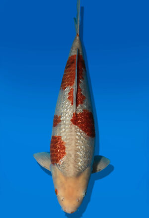 Koi Auktion Dainichi Ochiba Nisai GinrinSoraSora male 48cm T14-2506