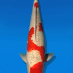 Koi Auktion Kanno Goshiki Nisai Kanno female 53cm T14-2497