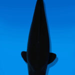 Koi Auktion Dainichi BlackDiamond Nisai BlackZeus female 60cm NN05-2507