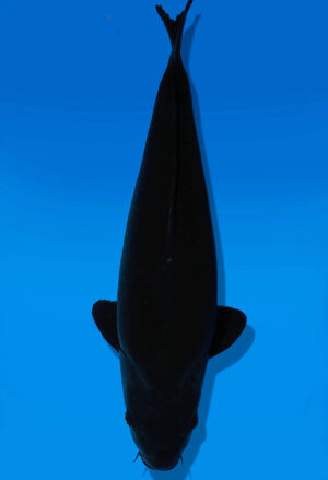 Koi Auktion Dainichi BlackDiamond Nisai BlackZeus female 60cm NN05-2507