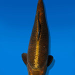 Koi Auktion Dainichi MukashiOgon Nisai KiMatsuba male 55cm NN05-2508