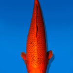 Koi Auktion Dainichi GinAkaMatsubaOgon Sansai Omo/Maru female 53cm T14-2509