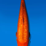 Koi Auktion Dainichi Benigoi Nisai RedTiger female 62cm NN05-2510