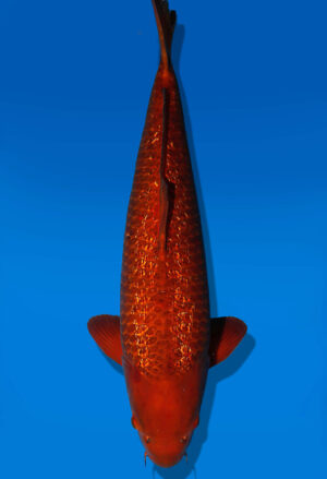 Koi Auktion Dainichi Chagoi Nisai BrownMonkey female 59cm NN04-2498