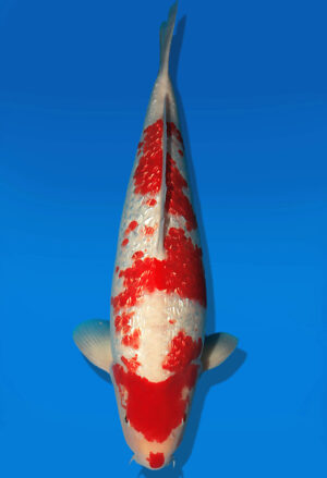 Koi Auktion Dainichi GinrinRedOchiba Nisai XGinrinKohaku male 53cm T14-2511