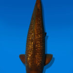 Koi Auktion Dainichi BlackDiamond Nisai BlackZeus female 61cm NN06-2494