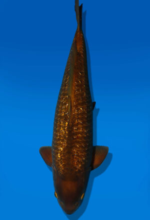 Koi Auktion Dainichi BlackDiamond Nisai BlackZeus female 61cm NN06-2494