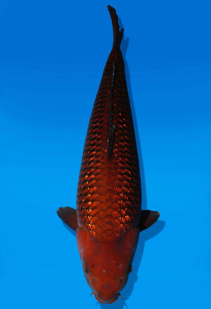 Koi Auktion Dainichi GinrinChagoi Nisai BrownMonkey female 61cm NN04-2513