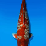 Koi Auktion Dainichi GinrinOtchiba Nisai BrownMonkey female 56cm NN04-2951