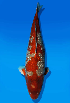 Koi Auktion Dainichi GinrinChagoi Nisai BrownMonkey female 56cm NN04-2500