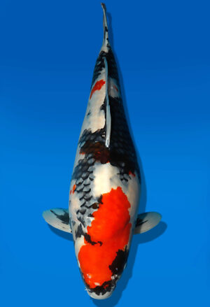 Koi Auktion Dainichi Showa Sansai MonaLisa female 68cm T14-2514