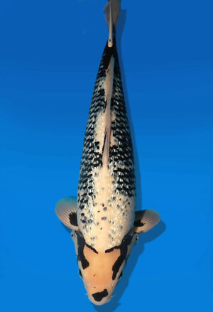 Koi Auktion Dainichi BlackDiamond Nisai BlackZeus male 58cm T14-2501