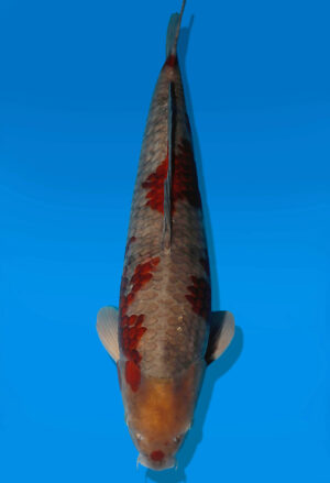 Koi Auktion Dainichi Ochiba Nisai SoraSora male 55cm T14-2516