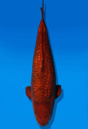Koi Auktion Dainichi GinrinChagoi Nisai BrownMonkey male 58cm NN04-2502