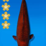 Koi Auktion Dainichi Chagoi JumboTosai BrownMonkey - 52cm KT01-2518