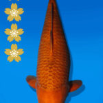Koi Auktion Dainichi Chagoi JumboTosai BrownMonkey - 50cm KT01-2519