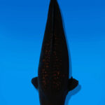Koi Auktion Dainichi BlackDiamond Nisai BlackZeus female 61cm NN06-2520
