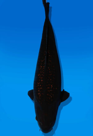 Koi Auktion Dainichi BlackDiamond Nisai BlackZeus female 61cm NN06-2520