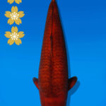 Koi Auktion Dainichi Chagoi JumboTosai BrownMonkey - 47cm KT01-2521