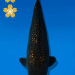 Koi Auktion Dainichi BlackDiamond JumboTosai BlackZeus - 46cm T09-2545