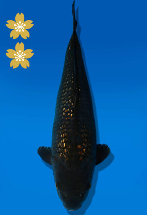 Koi Auktion Dainichi BlackDiamond JumboTosai BlackZeus - 46cm T09-2545