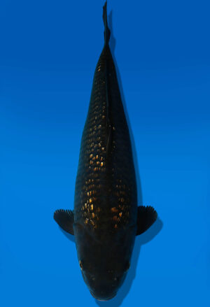 Koi Auktion Dainichi BlackDiamond JumboTosai BlackZeus - 46cm T09-2545