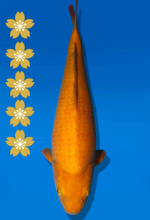 Koi Auktion Dainichi Karashigoi JumboTosai YellowMonkey - 48cm T09-2524