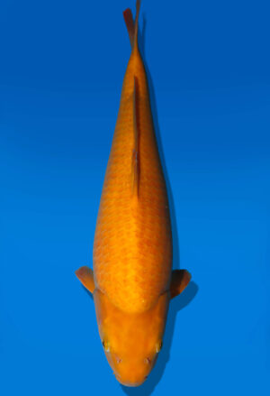 Koi Auktion Dainichi Karashigoi JumboTosai YellowMonkey - 48cm T09-2524
