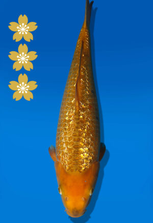 Koi Auktion Dainichi GinrinChagoi JumboTosai BrownMonkey - 41cm T09-2525