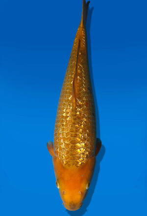 Koi Auktion Dainichi GinrinChagoi JumboTosai BrownMonkey - 41cm T09-2525
