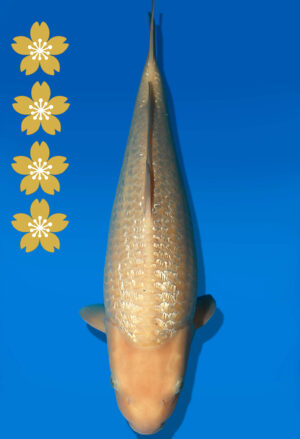 Koi Auktion Dainichi GinrinWhiteKarashi JumboTosai WhiteMonkey - 47cm T09-2526